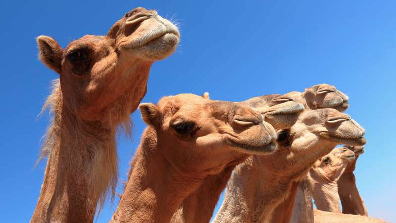 Expulsa a 43 camellos en certamen de belleza por usar botox