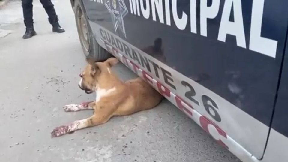 VIDEO: Atacan a perrito con pirotecnia y pierde su ojo