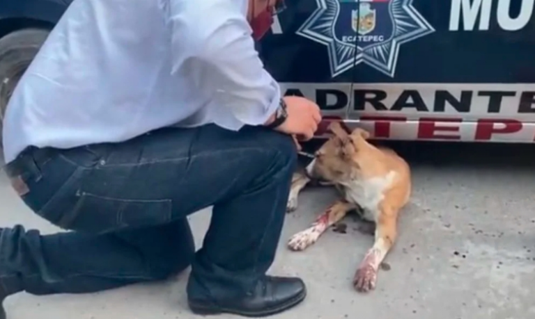 VIDEO: Atacan a perrito con pirotecnia y pierde su ojo