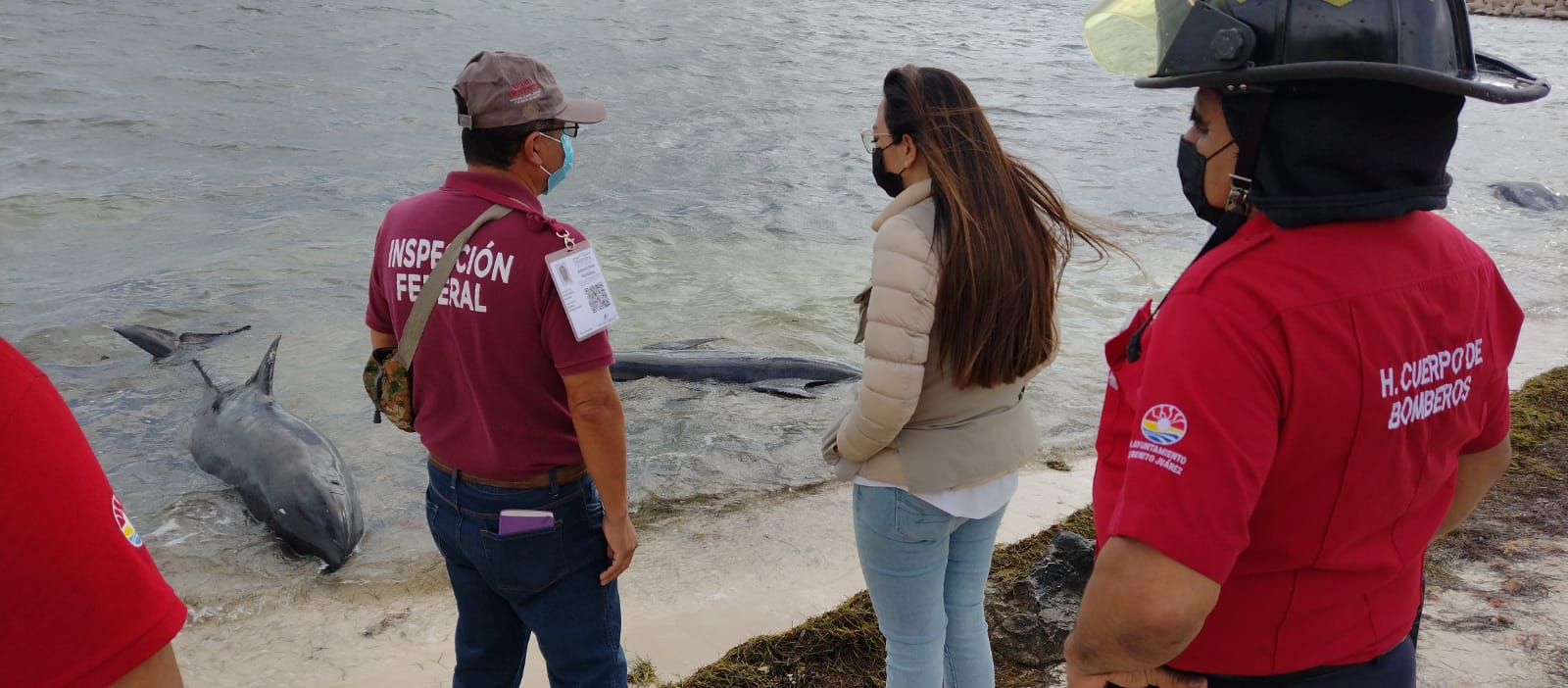 Encallan tres delfines en playa de Cancún 