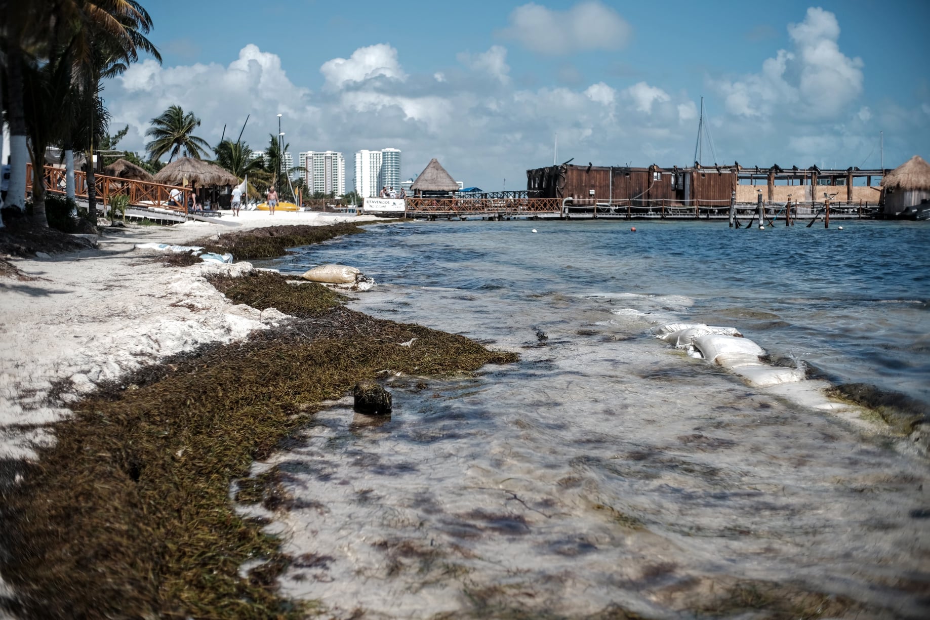 Sargazo comienza a invadir las playas de Quintana Roo