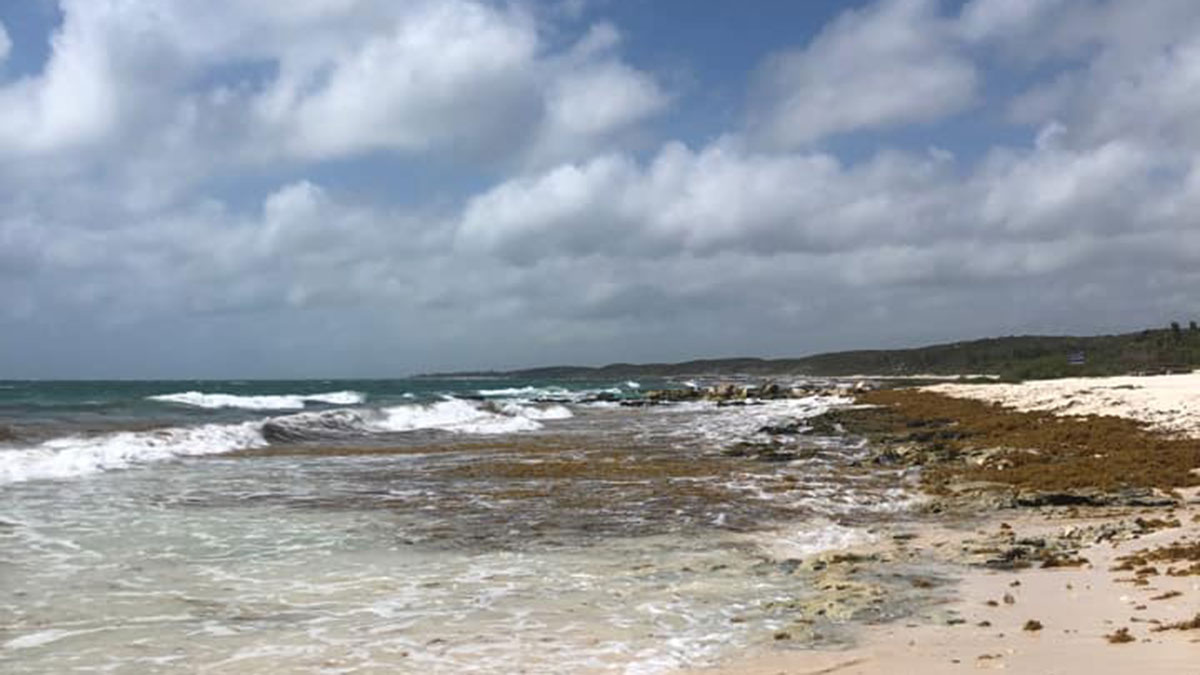 Aumenta el sargazo en playas de Quintana Roo