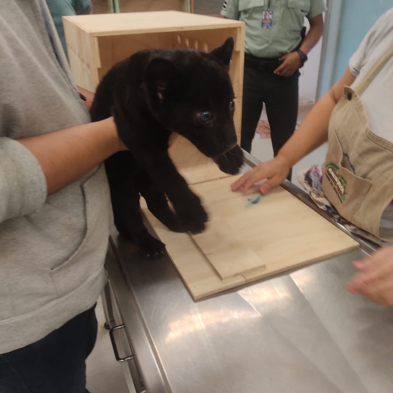 Profepa rescata jaguar de tres meses en el Aeropuerto de Yucatán