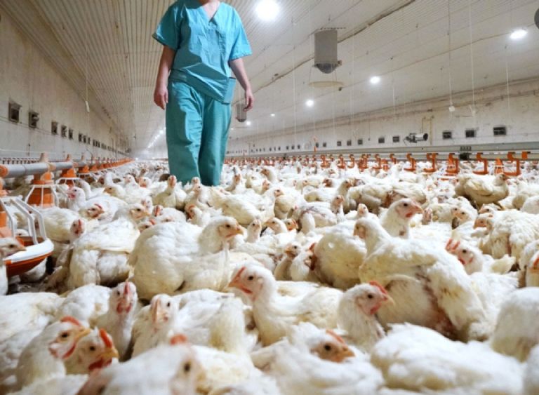 Reportan en Estados Unidos el primer caso humano de gripe aviar H5