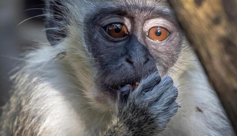 Casos de viruela del mono en Reino Unido son de la variante menos grave: OMS