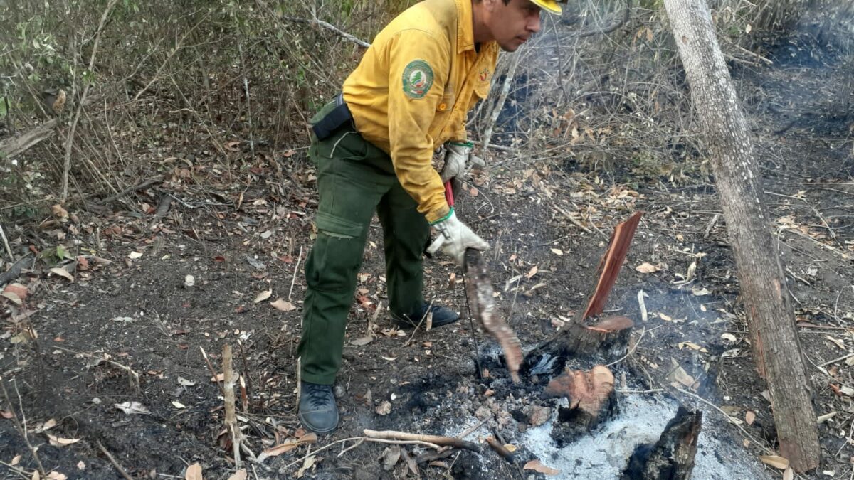Conafor reporta 81 incendios forestales activos en México