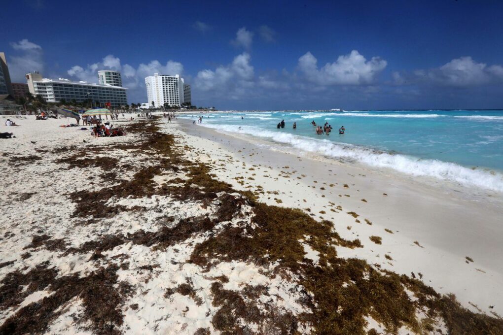 Prevén la llegada de 63 mil toneladas de sargazo en playas de México
