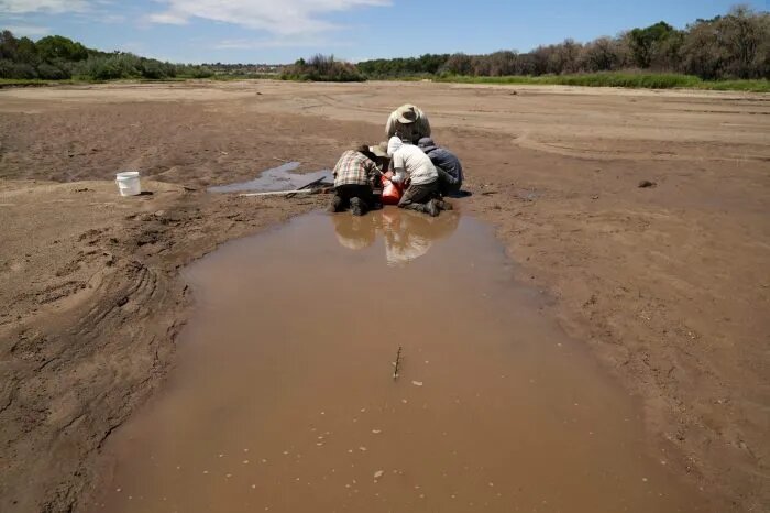 Se seca río Bravo en Nuevo México; deja sin hábitat al pez carpa chamizal