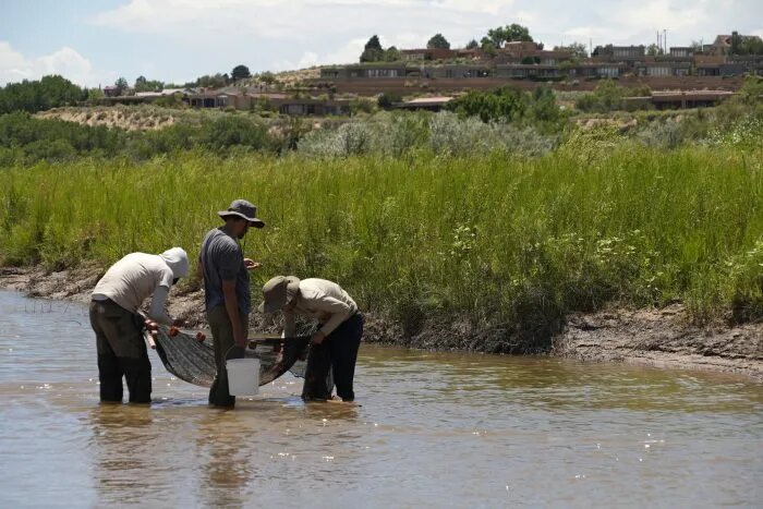 Se seca río Bravo en Nuevo México; deja sin hábitat al pez carpa chamizal