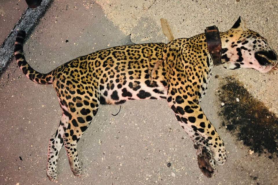Jaguar es atropellado en carretera de Playa del Carmen