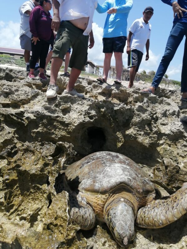 Rescata un turista a tortuga marina varada en parque de Cozumel