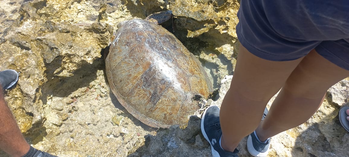Rescata un turista a tortuga marina varada en parque de Cozumel