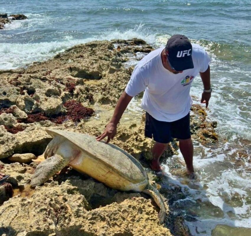 La FPMC rescató y liberó una tortuga marina que encalló en Punta Sur de Cozumel